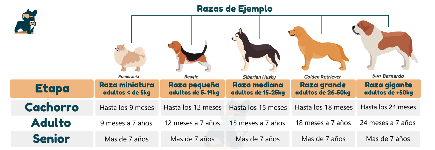 cuando un perro empieza a ser adulto? edades de perro por tamaño y raza