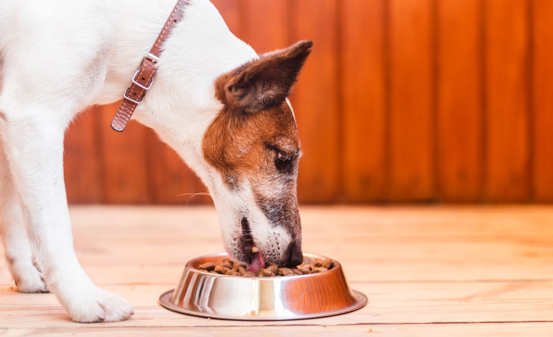 Mejores marcas de comida para Perros