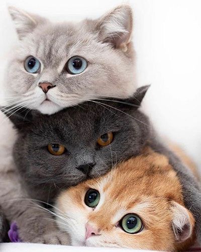 que-mascota-adoptar-gato que-mascota-adoptar-gato