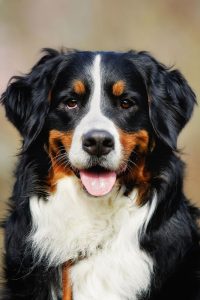 bernes de la montana doggys market