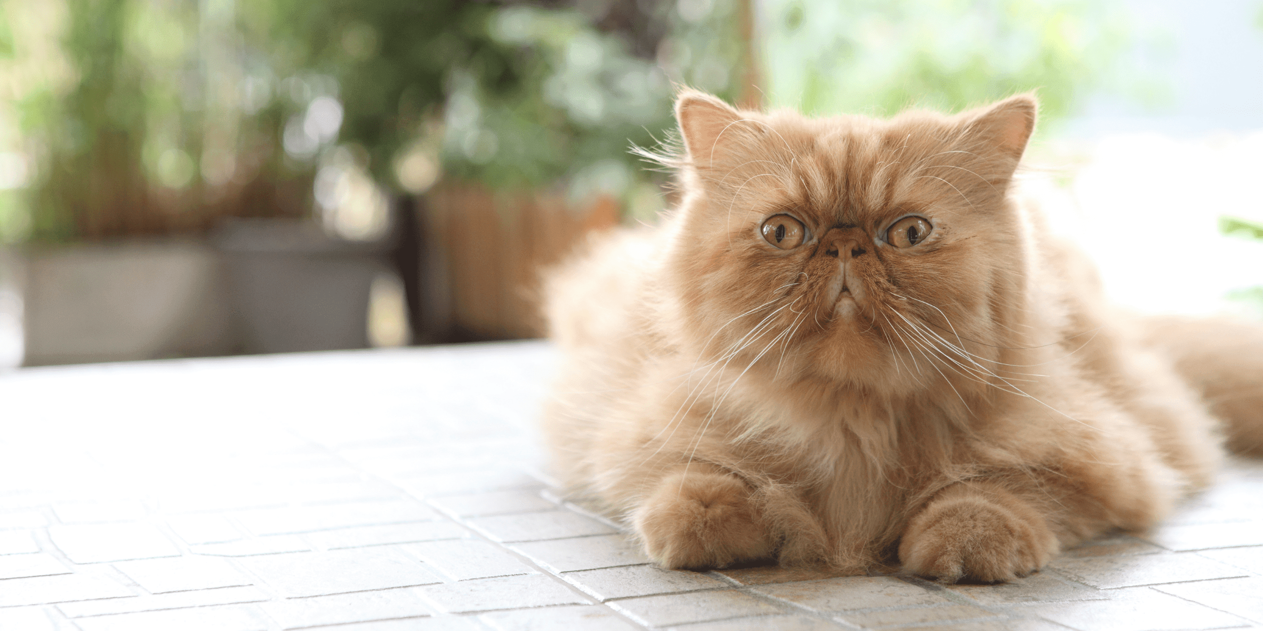 personalidad del gato persa