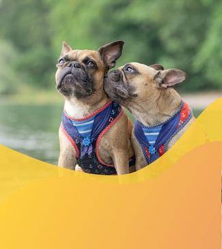 accesorios para perro tienda para mascotas