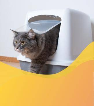 areneros gatos banner