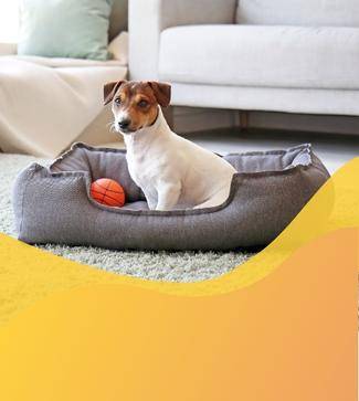 camas mascotas tienda online