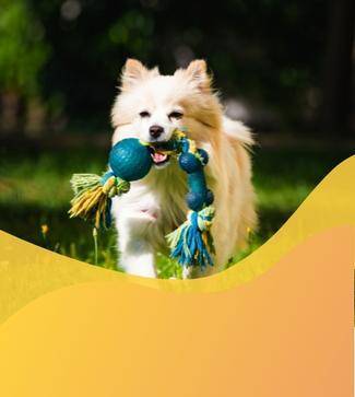 juguetes para perros tienda online