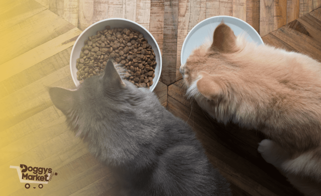 Los mejores alimentos para gatos: Todo sobre nutrición felina