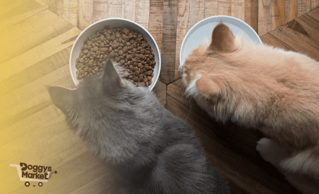 Los mejores alimentos para gatos: Todo sobre nutrición felina