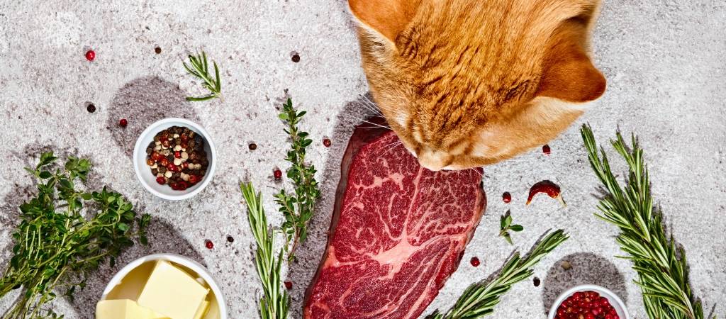 comida natural para gato