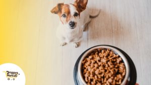 Todo sobre alimentación en cachorros