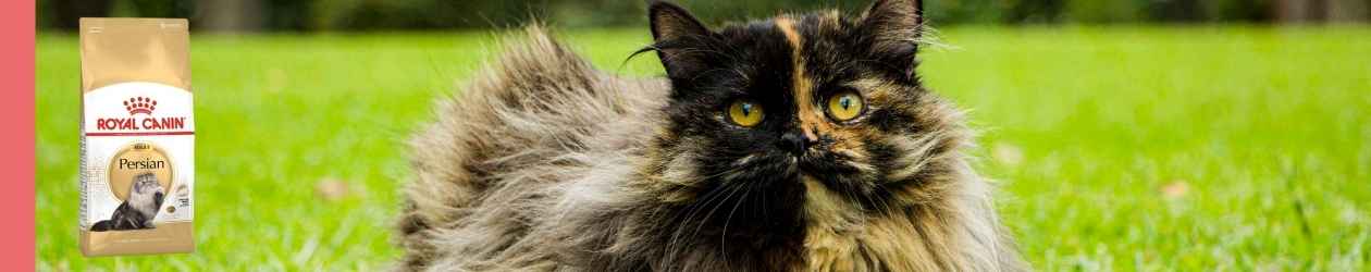 Alimento para gatos royal canin