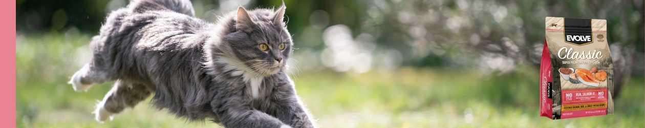 Comida para gatos evolve