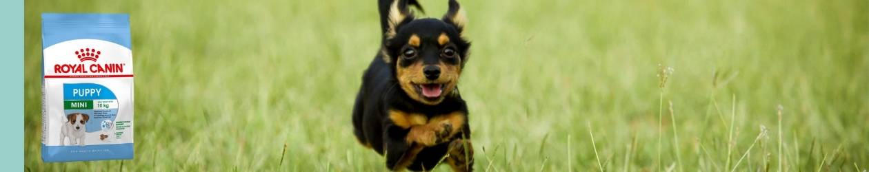 Comida para perros royal canin