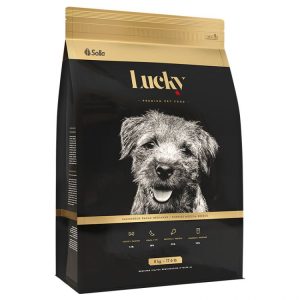Lucky Perro Cachorro Raza Mediana