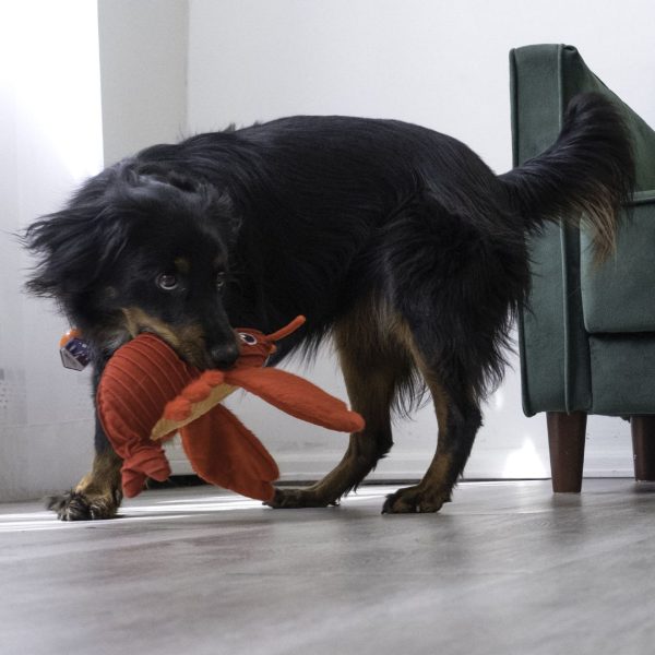 Kong Perro Peluche Cuteseas Langosta - Imagen 3