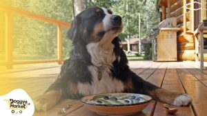 Qué pueden comer los perros