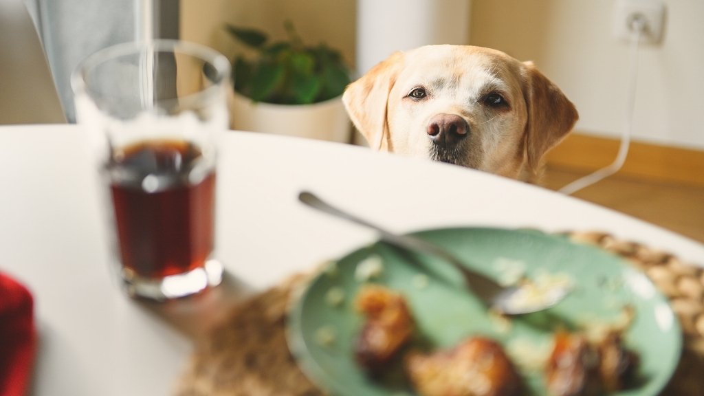 es bueno dar comida casera a los perros