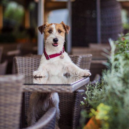 Restaurantes Pet Friendly