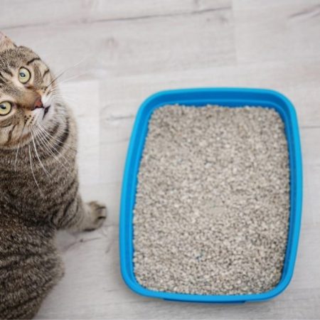 Arenas para Gato Arenas para Gato